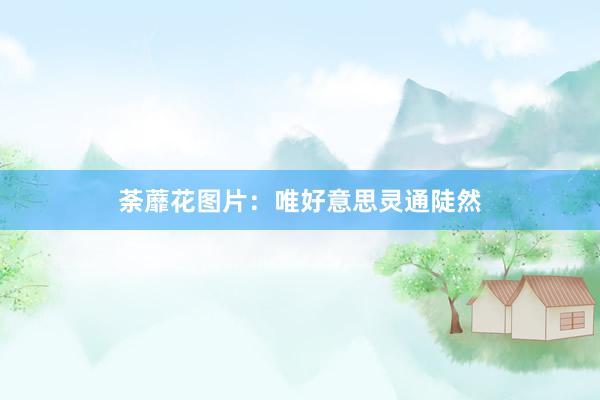 荼蘼花图片：唯好意思灵通陡然